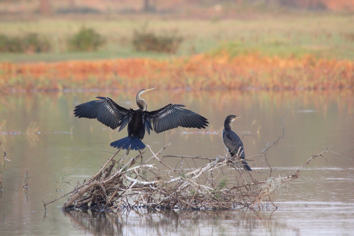 Oriental Darter - ML647182587