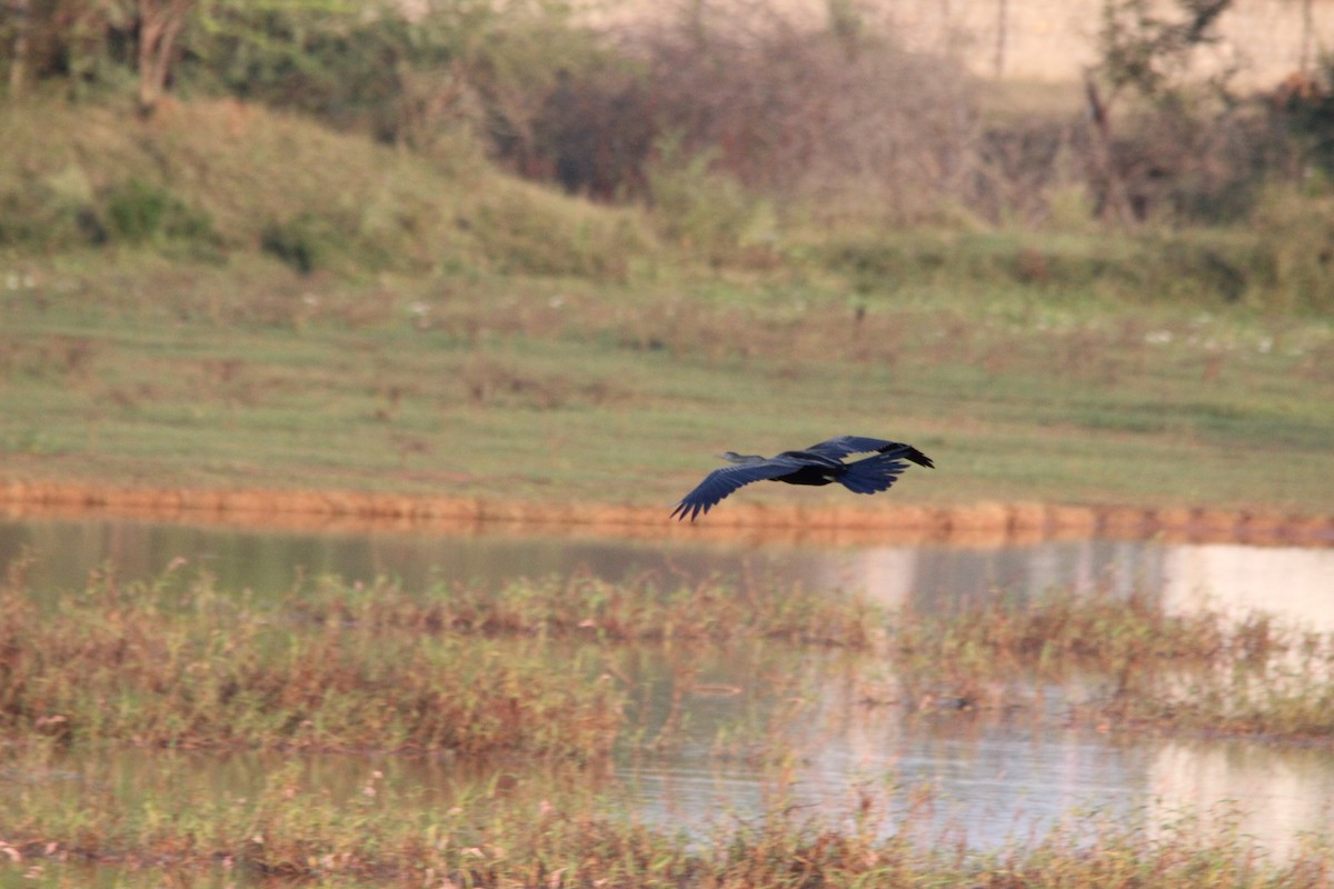 Oriental Darter - ML647182588