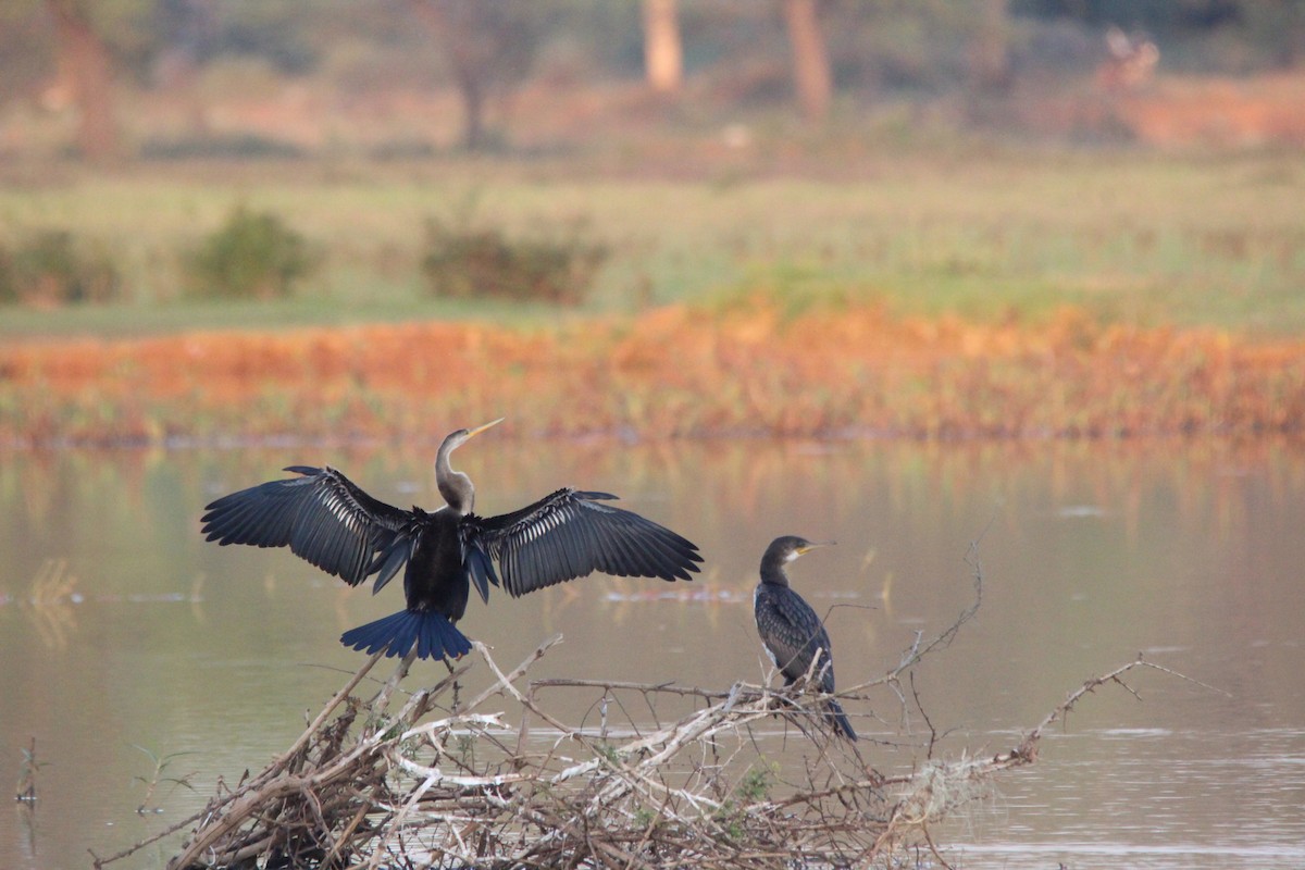 Oriental Darter - ML647182589