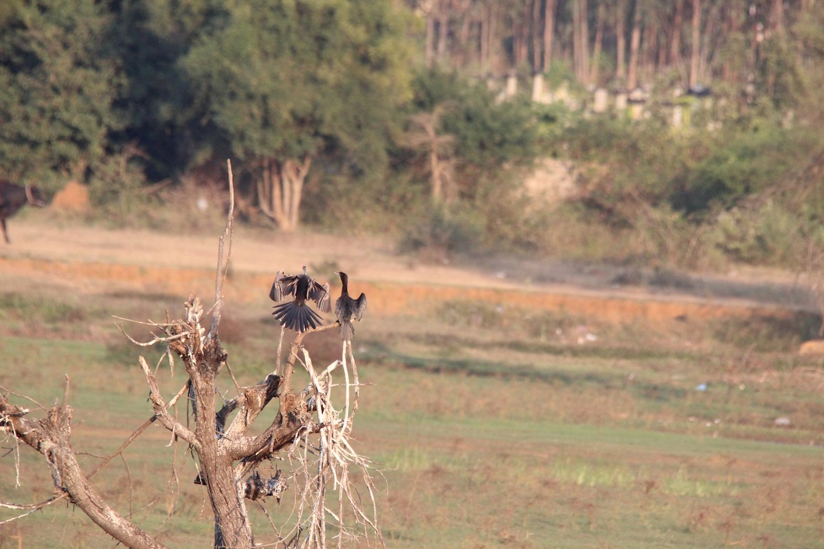 Oriental Darter - ML647182590