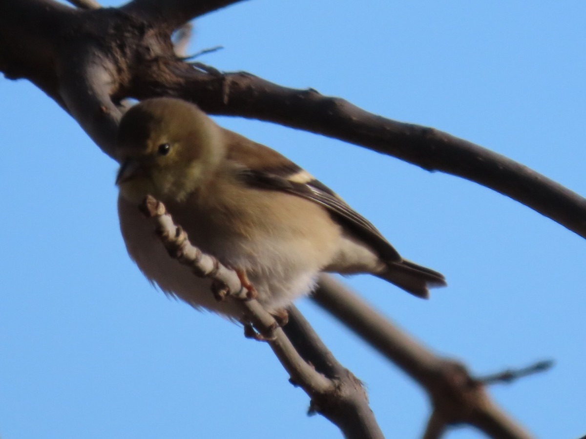 American Goldfinch - ML647182601