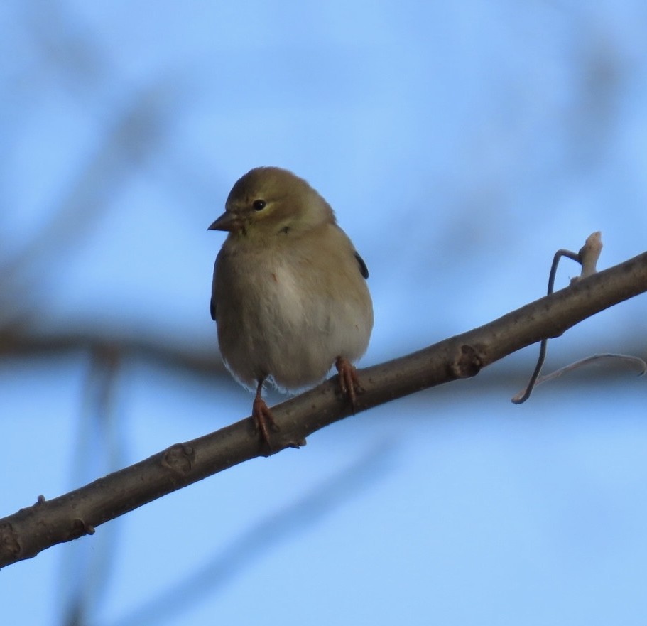 American Goldfinch - ML647182602