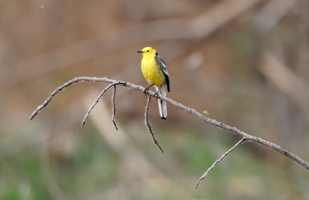 Citrine Wagtail - ML647182611