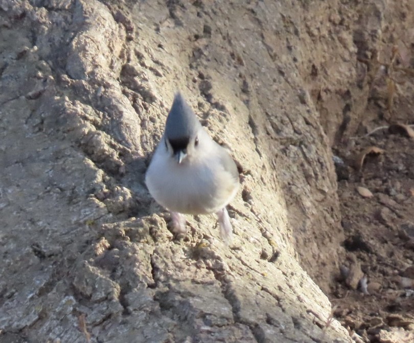 Tufted Titmouse - ML647182613