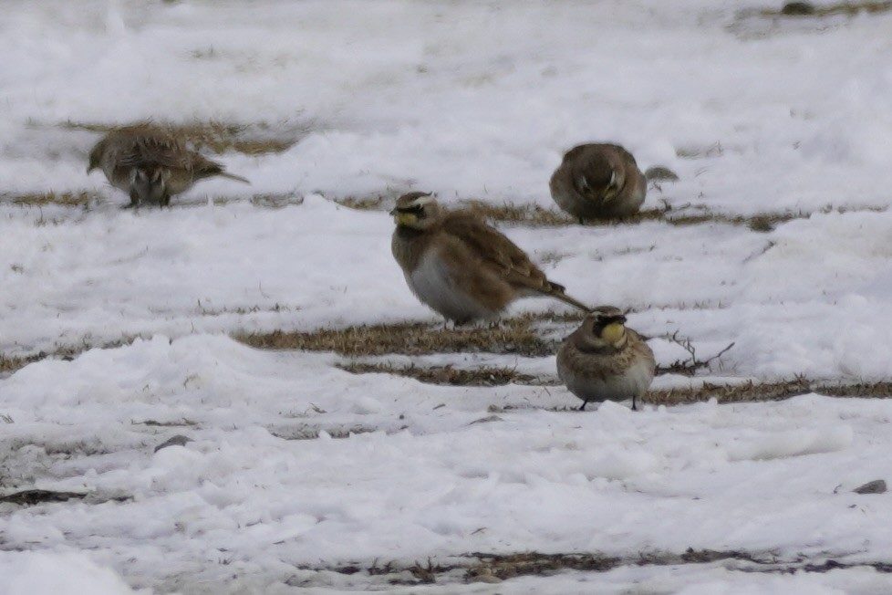 Horned Lark - ML647182615