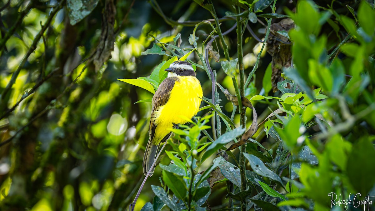 Rusty-margined Flycatcher - ML647182616