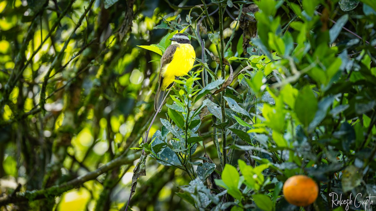 Rusty-margined Flycatcher - ML647182617