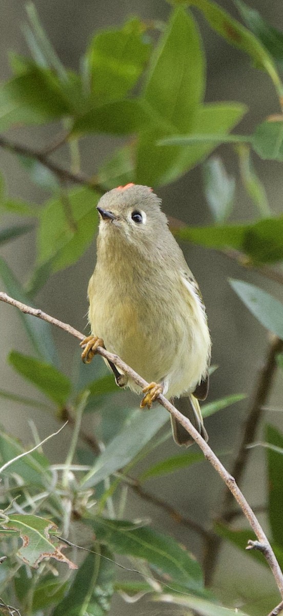Ruby-crowned Kinglet - ML647182625