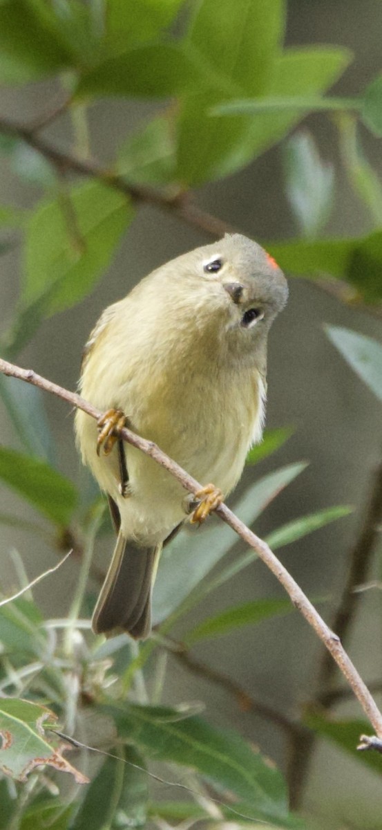 Ruby-crowned Kinglet - ML647182626