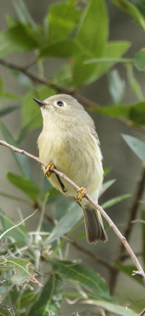Ruby-crowned Kinglet - ML647182627