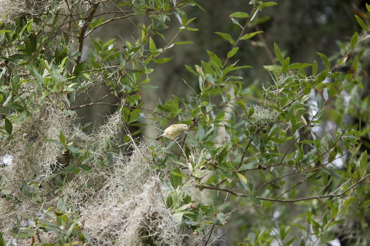 Ruby-crowned Kinglet - ML647182629