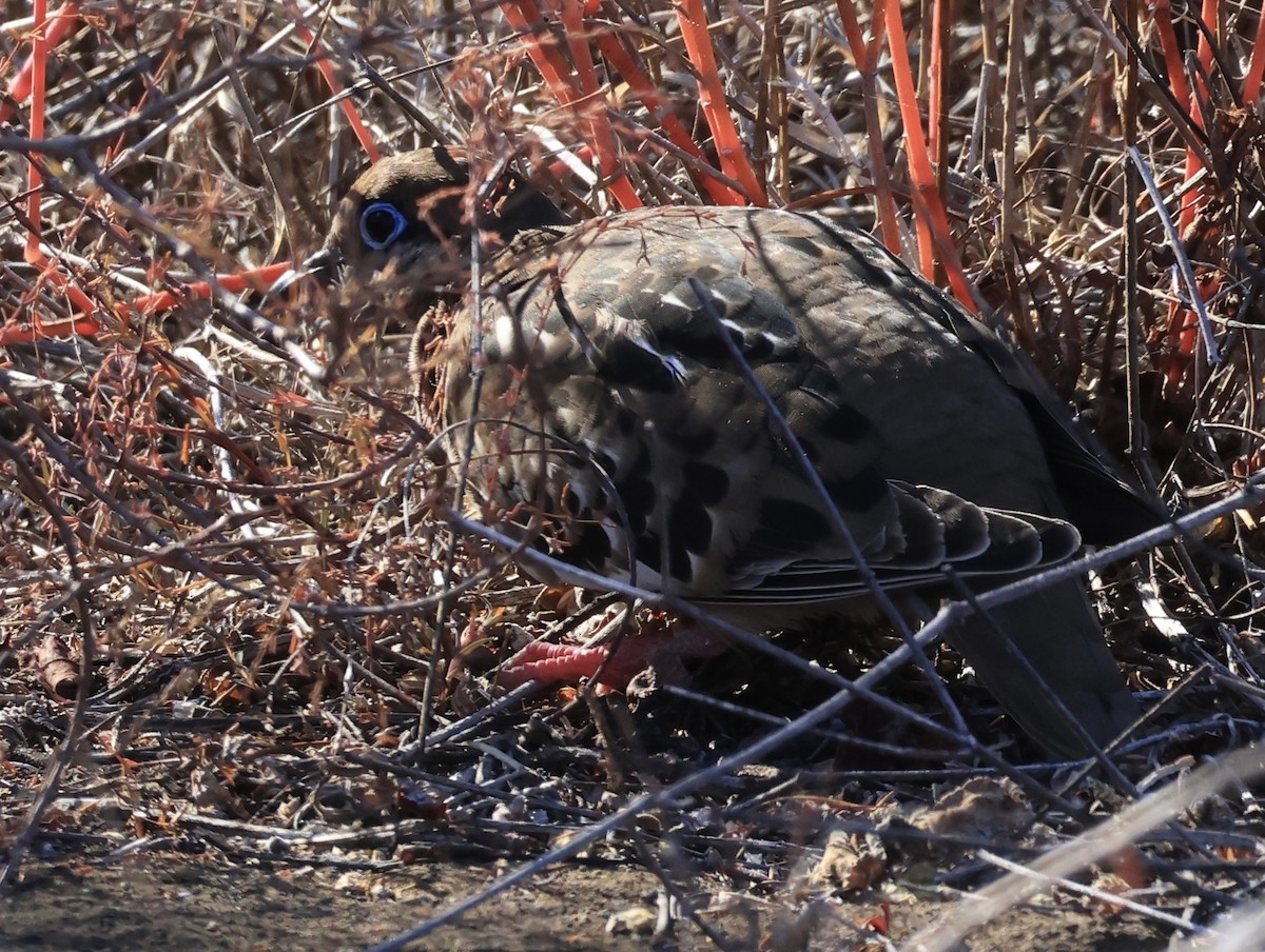 Galápagostaube - ML647182642