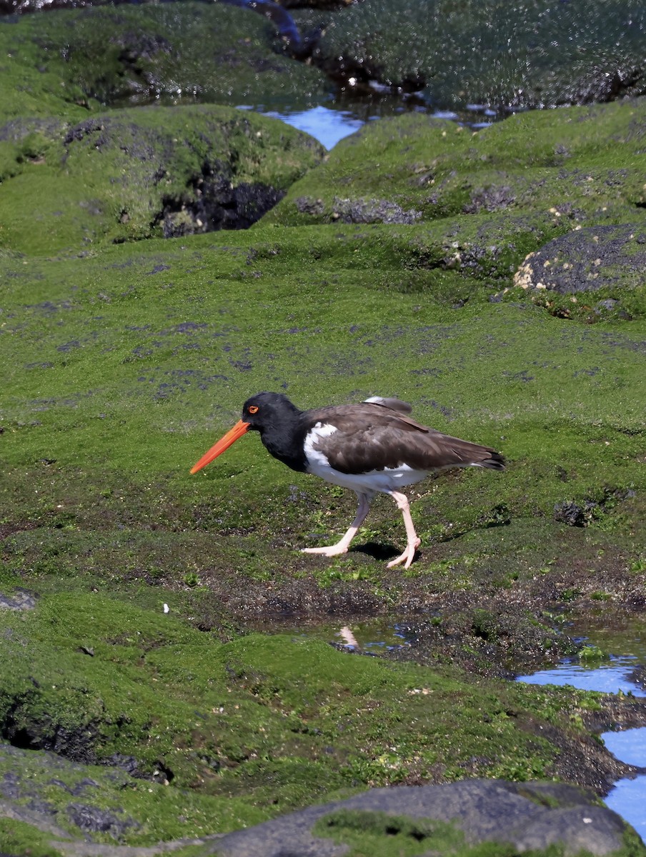 American Oystercatcher - ML647182665