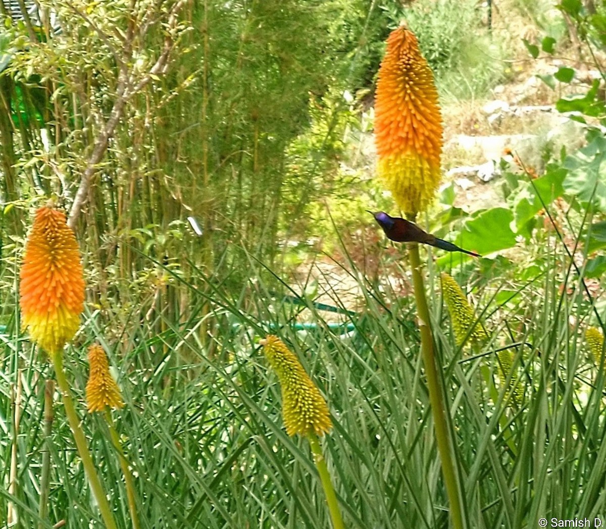 Black-throated Sunbird - ML647182682