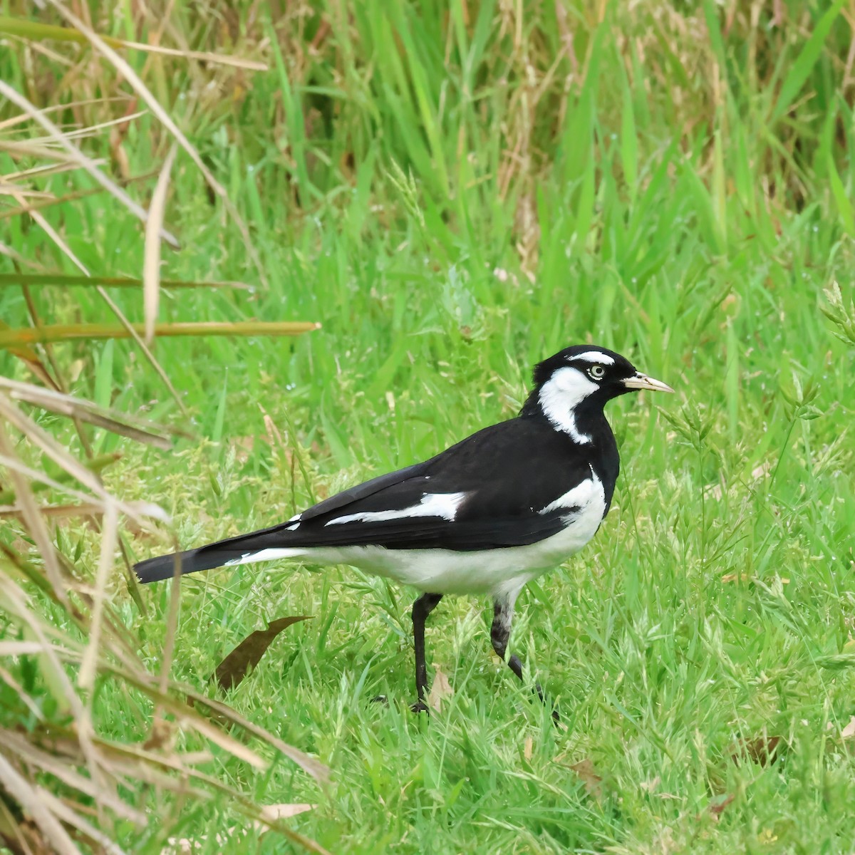 Magpie-lark - ML647182712