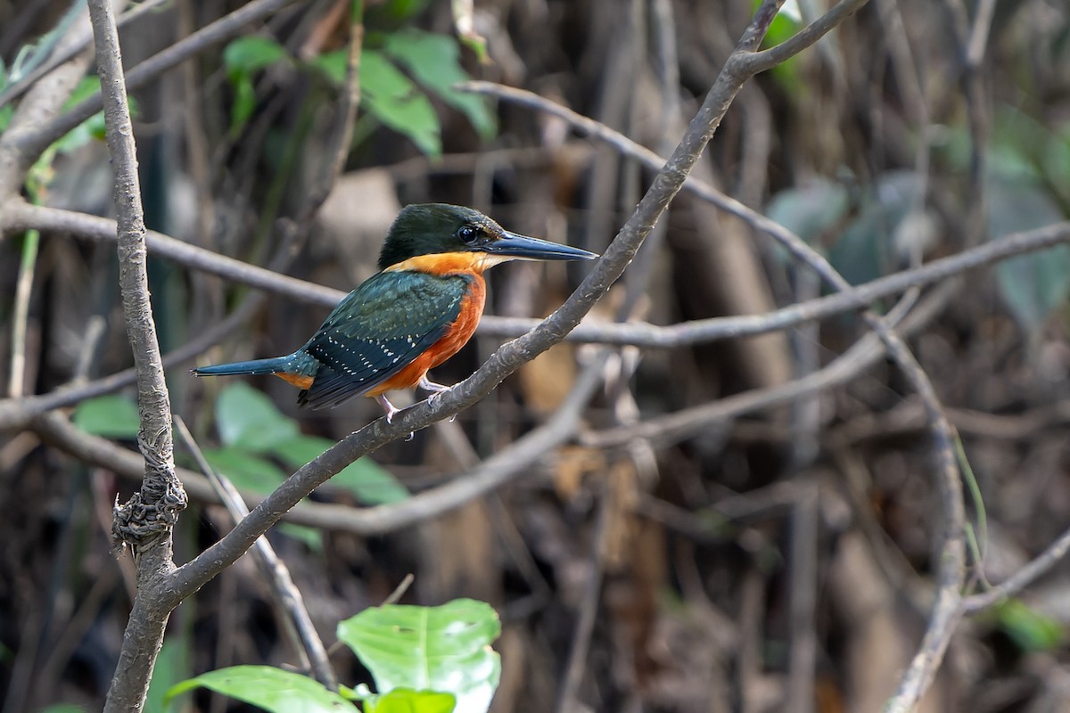 Green-and-rufous Kingfisher - ML647182719