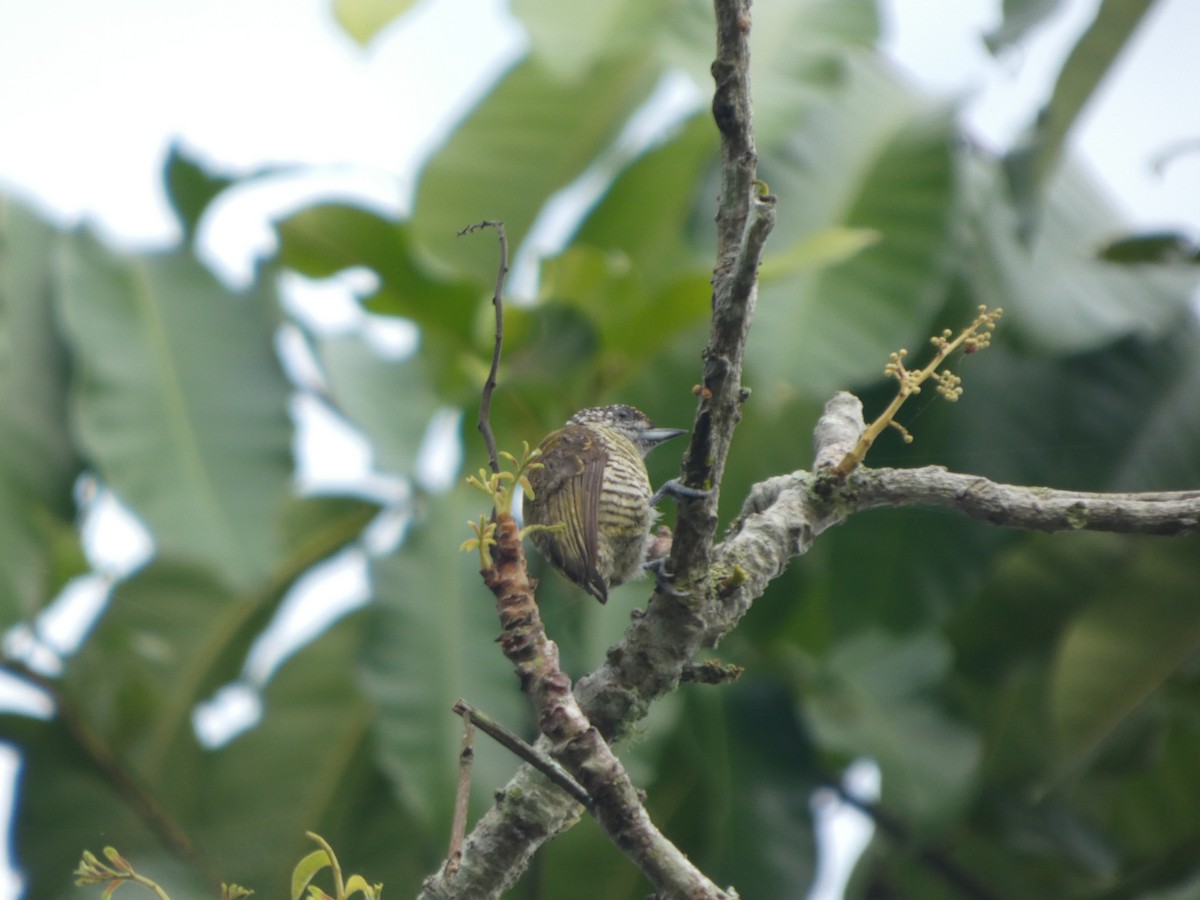 datlíček pruhovaný - ML647182721