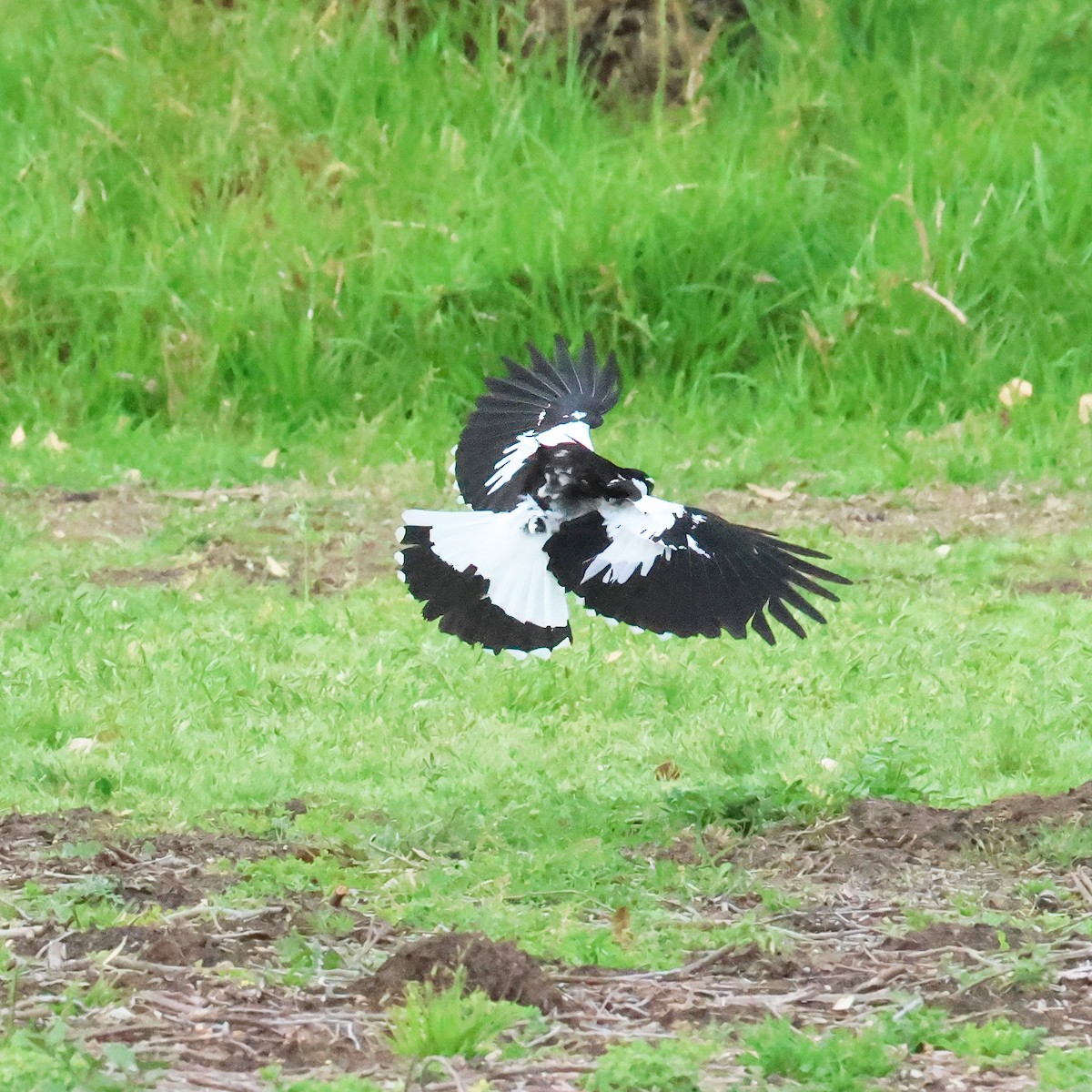 Magpie-lark - ML647182724