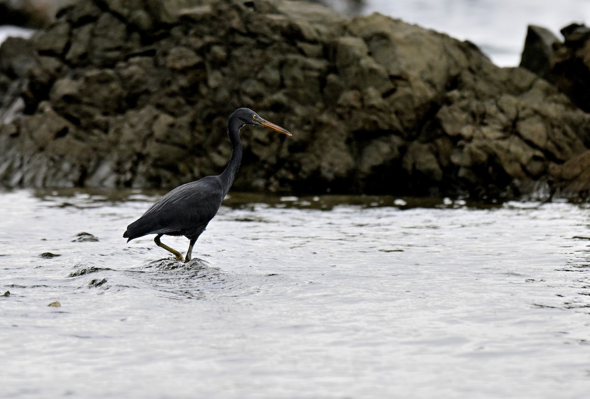 Pacific Reef-Heron - ML647182730