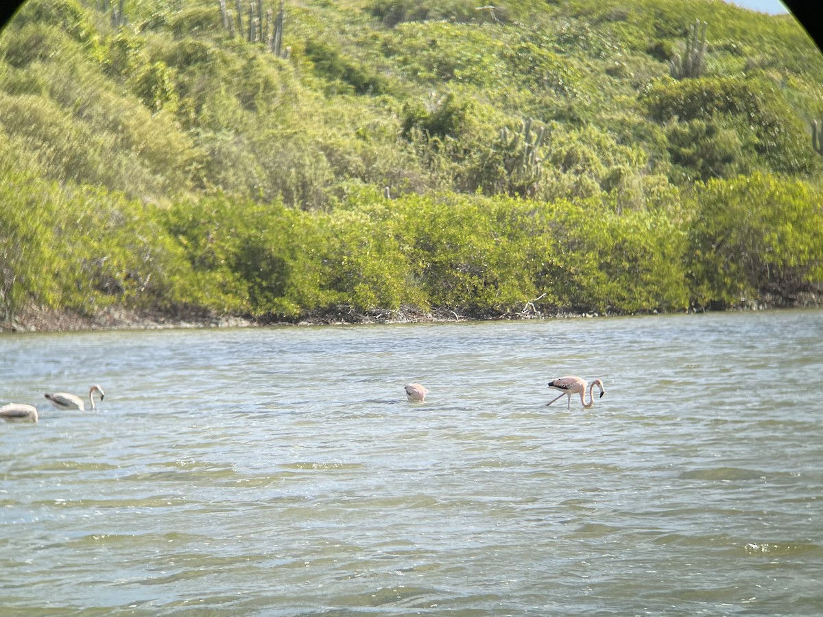 Flamenco Rojo - ML647182732