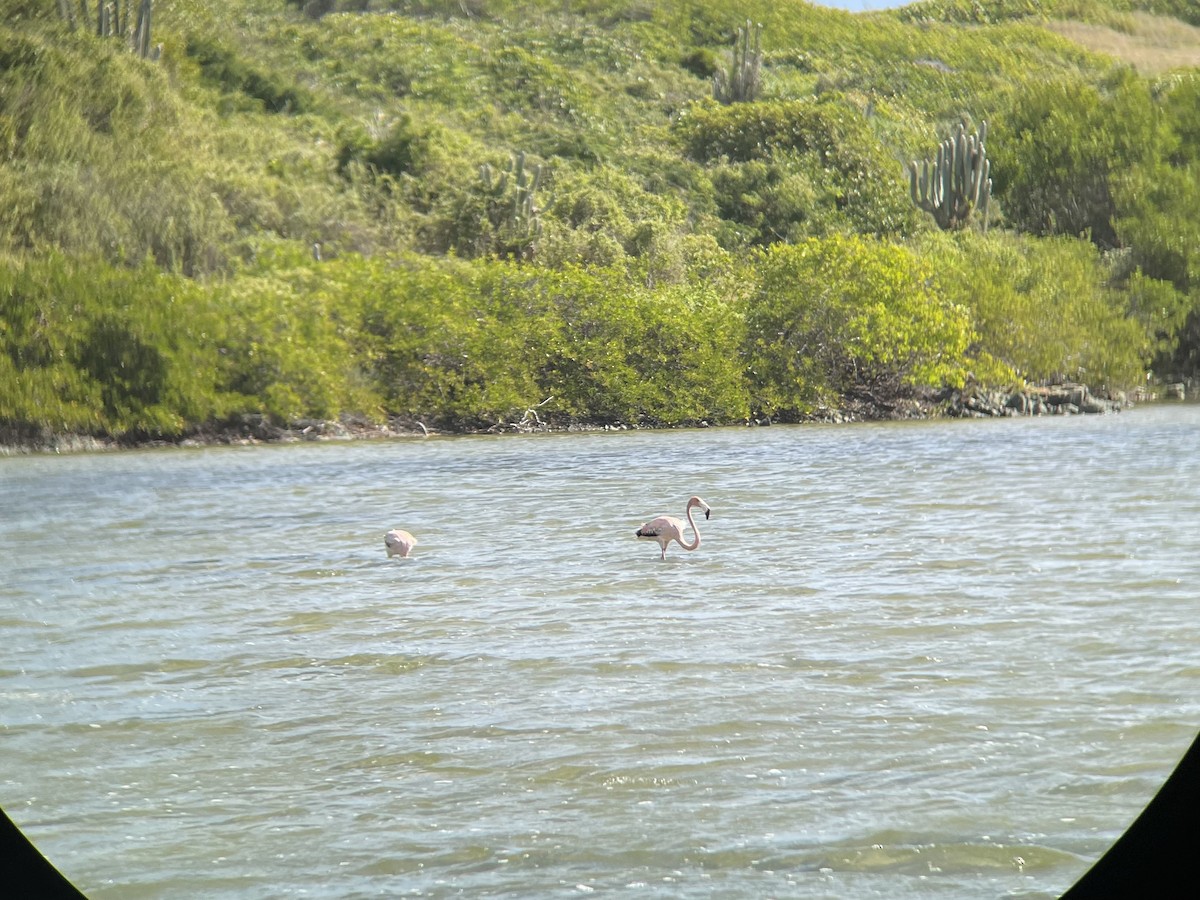 Flamenco Rojo - ML647182733