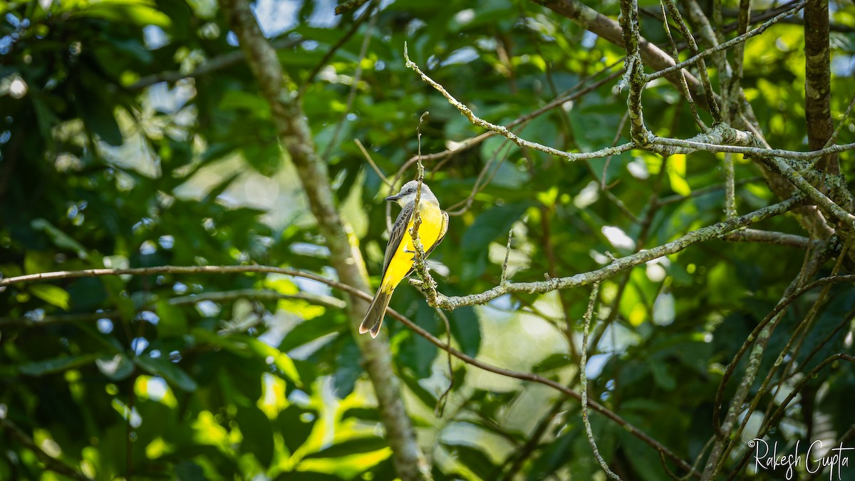 Tropical Kingbird - ML647182738