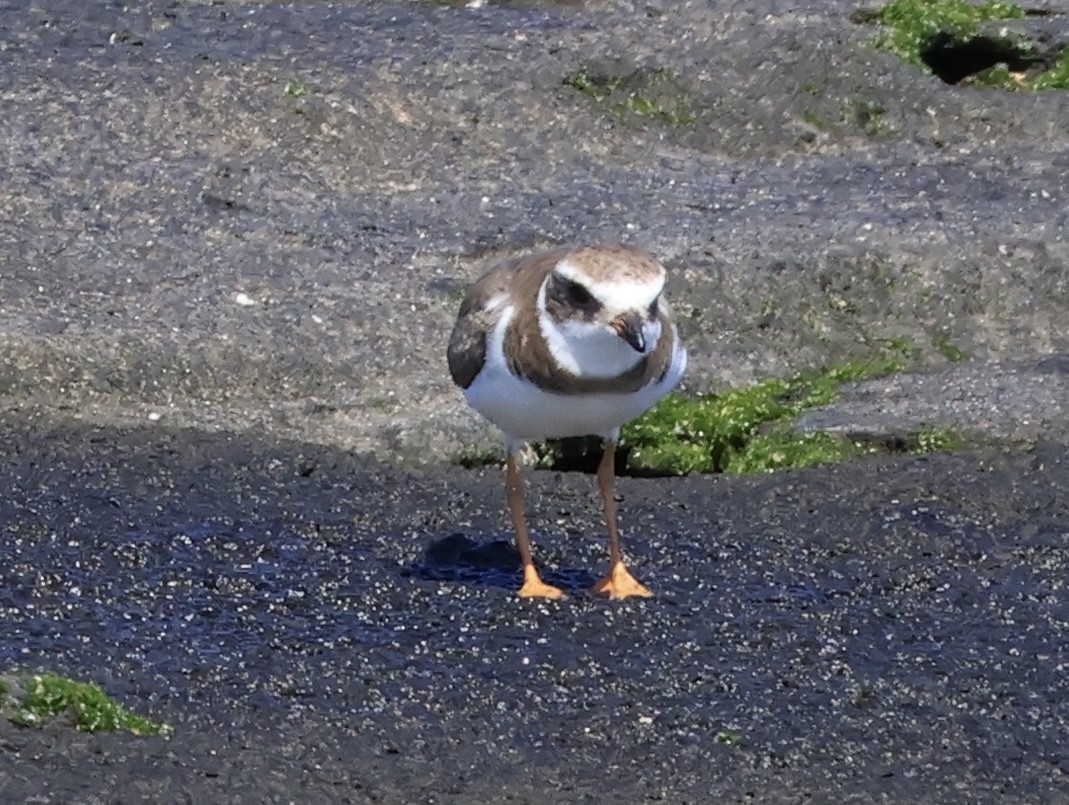 Semipalmated Plover - ML647182740