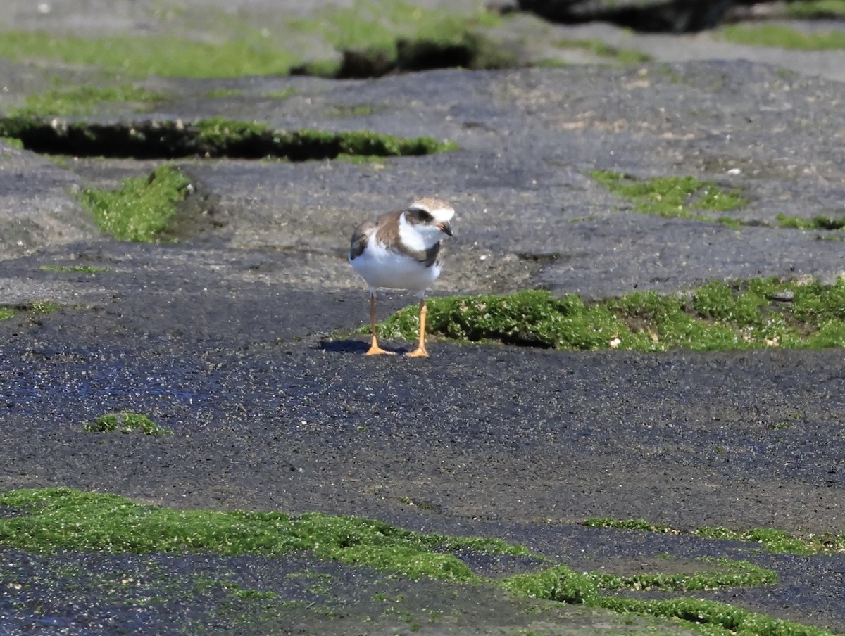 Semipalmated Plover - ML647182741