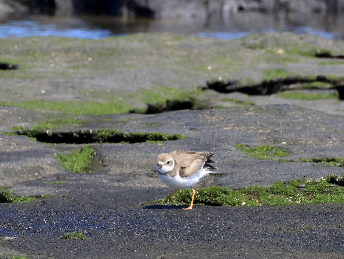 Semipalmated Plover - ML647182742