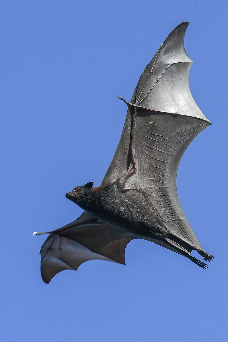 Бавеанская летучая лисица - ML647182743