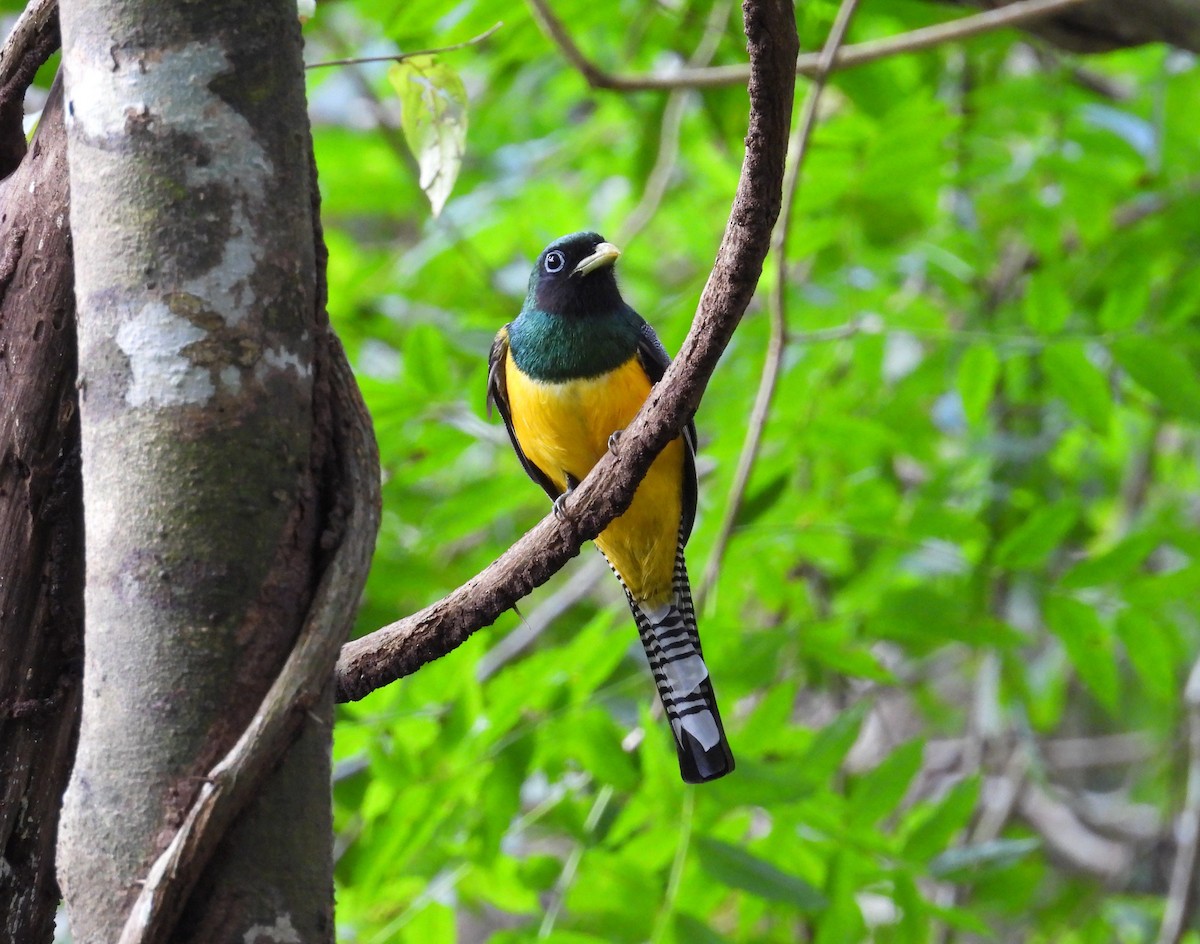 Graceful Black-throated Trogon - ML647182750
