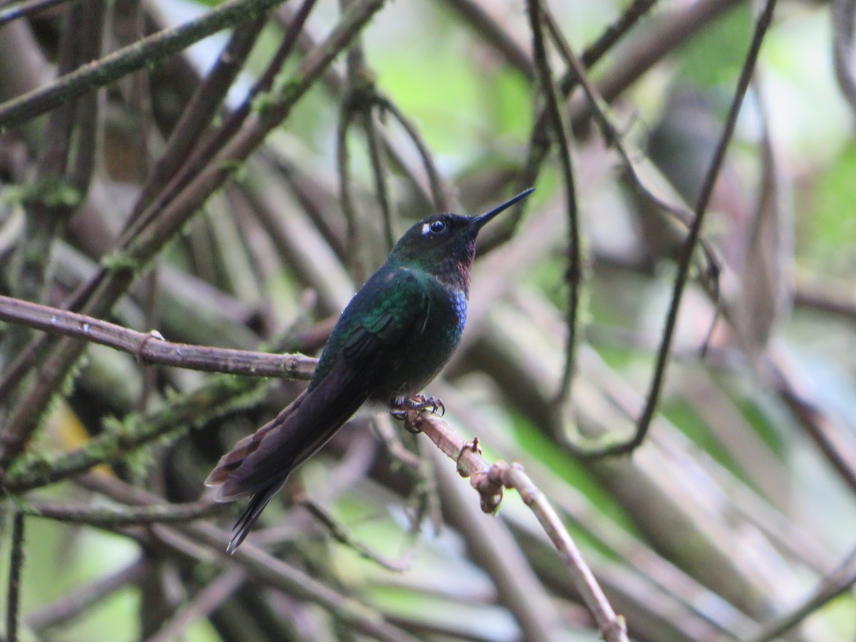 Tourmaline Sunangel - ML647182758