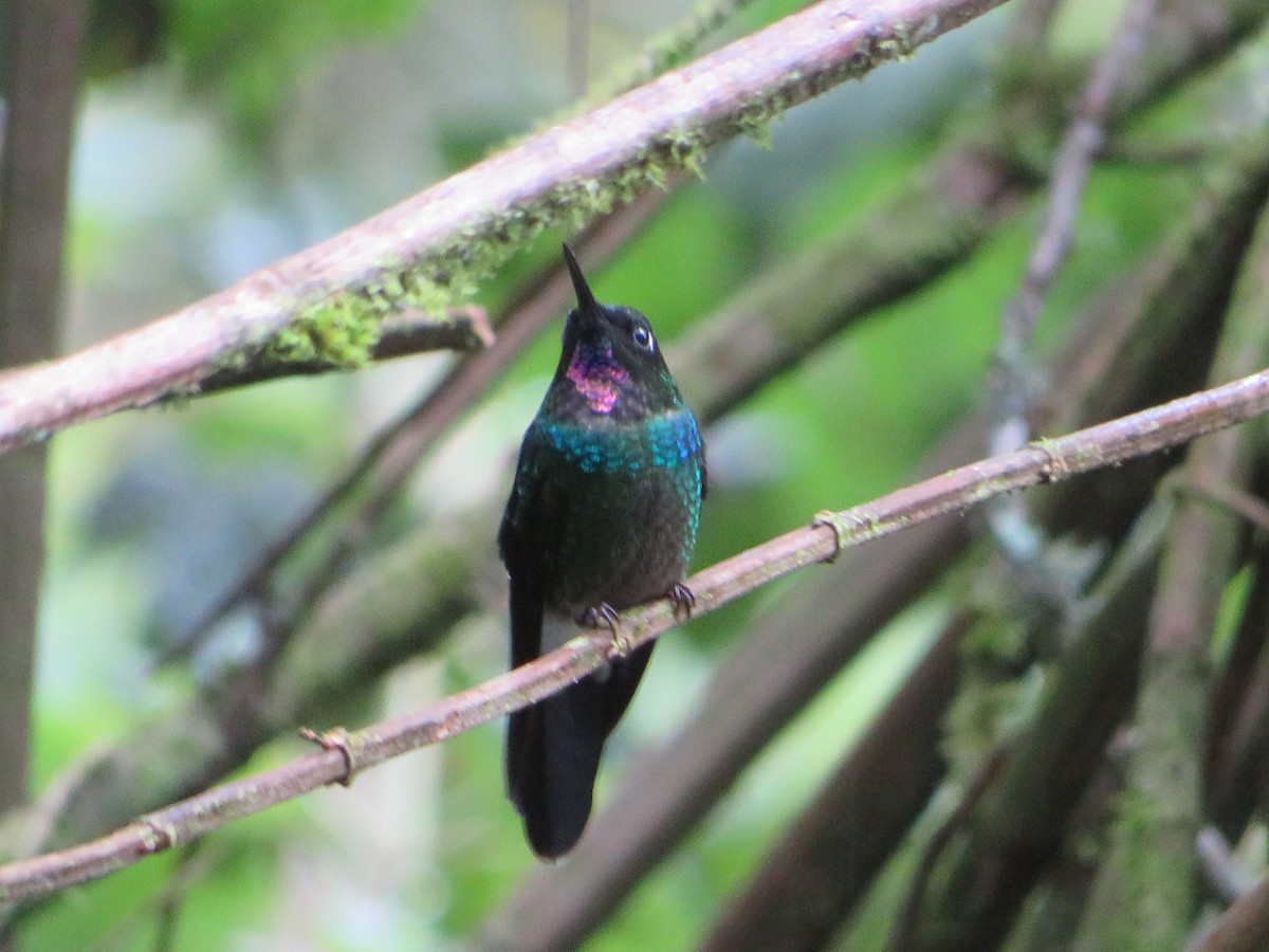 Tourmaline Sunangel - ML647182759