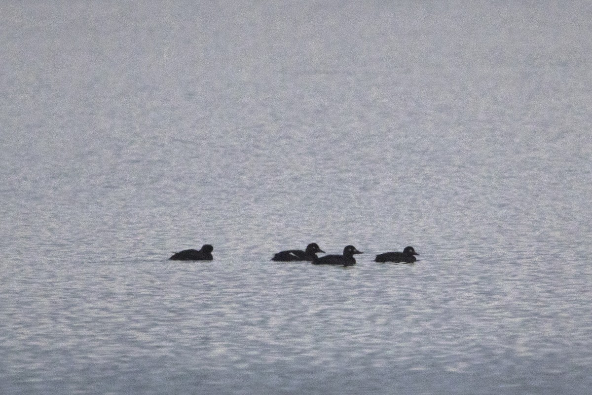 Velvet Scoter - ML647182765