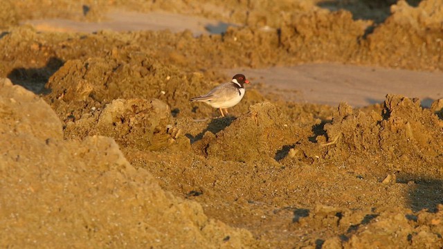 Hooded Plover - ML647182766