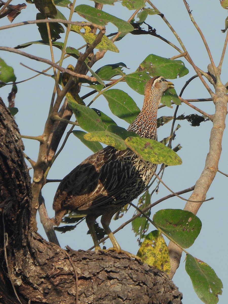 frankolín dvouostruhý - ML647182770