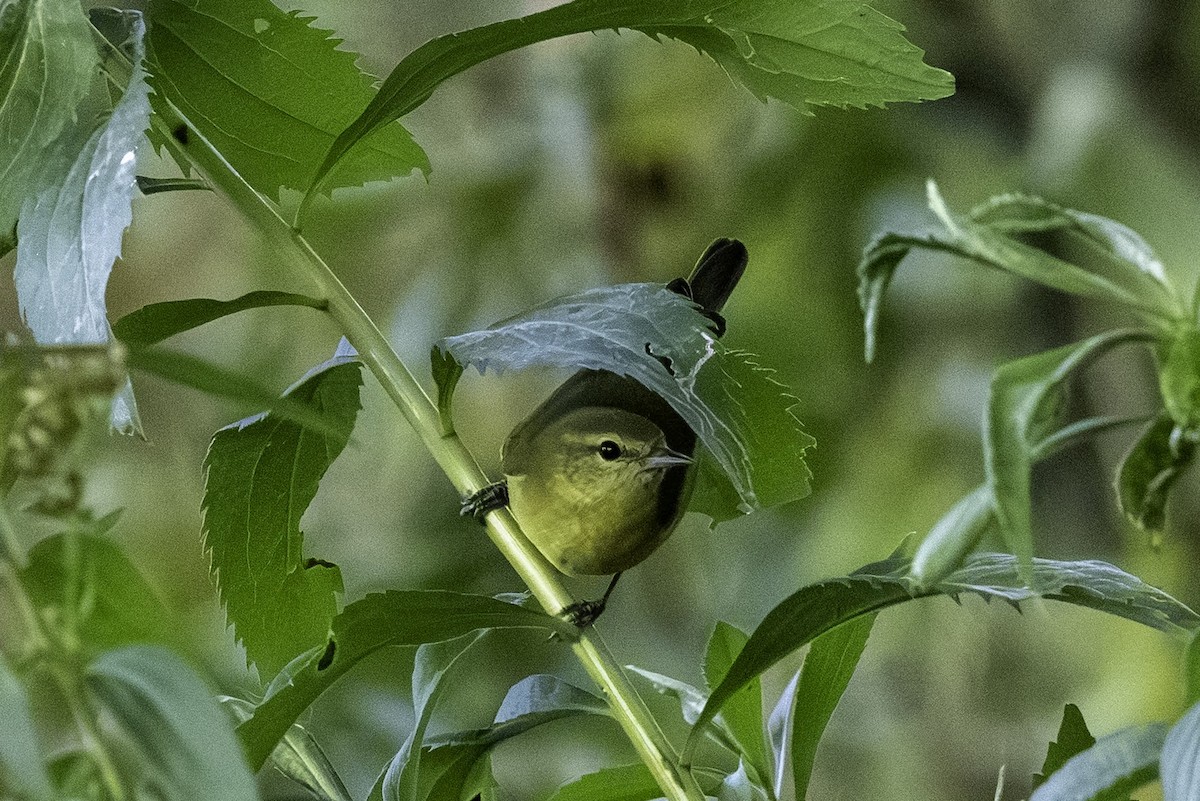Червоїд світлобровий - ML647182777
