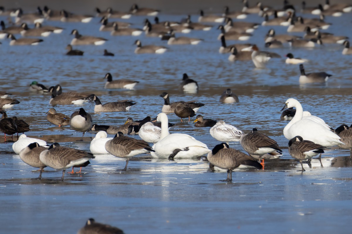 Snow Goose - ML647182780