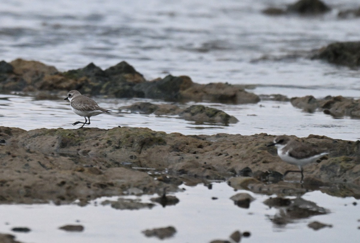 Tibetan Sand-Plover - ML647182781