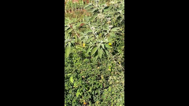 Bronze Sunbird - ML647182783