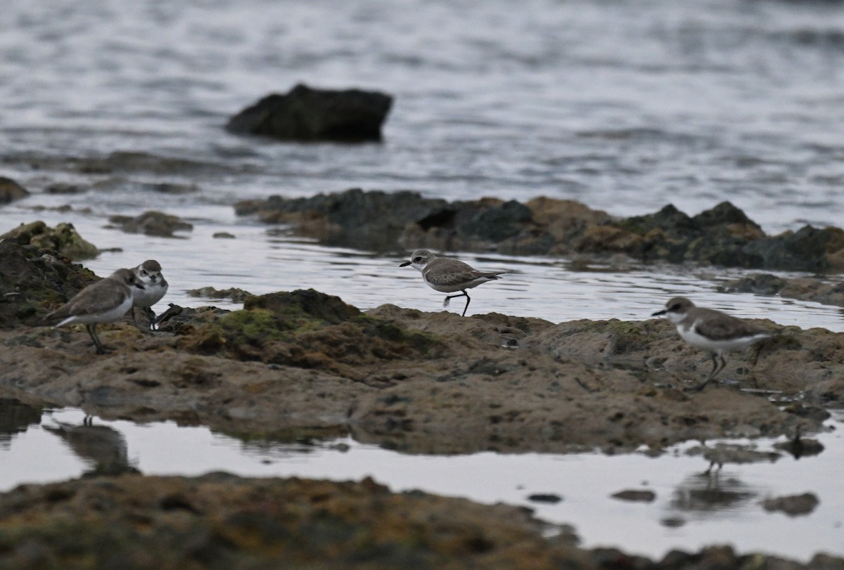 Tibetan Sand-Plover - ML647182784