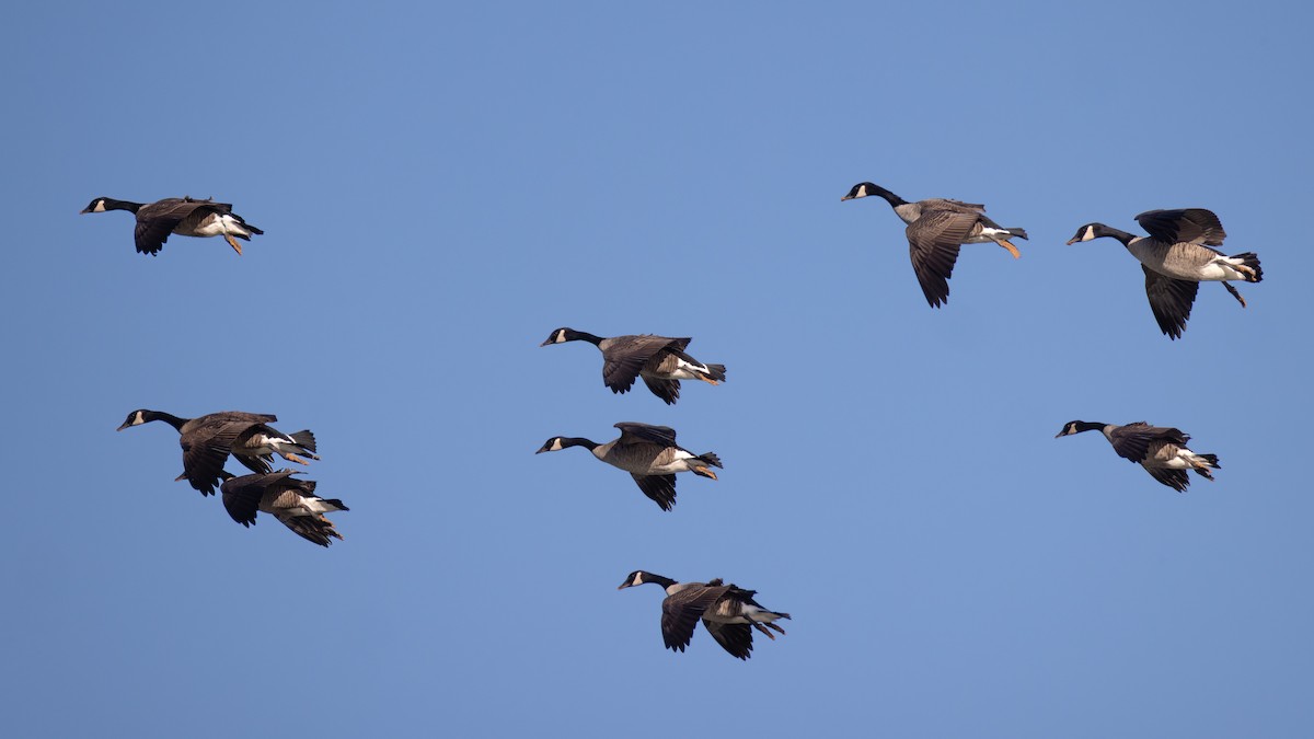 Canada Goose - ML647182788