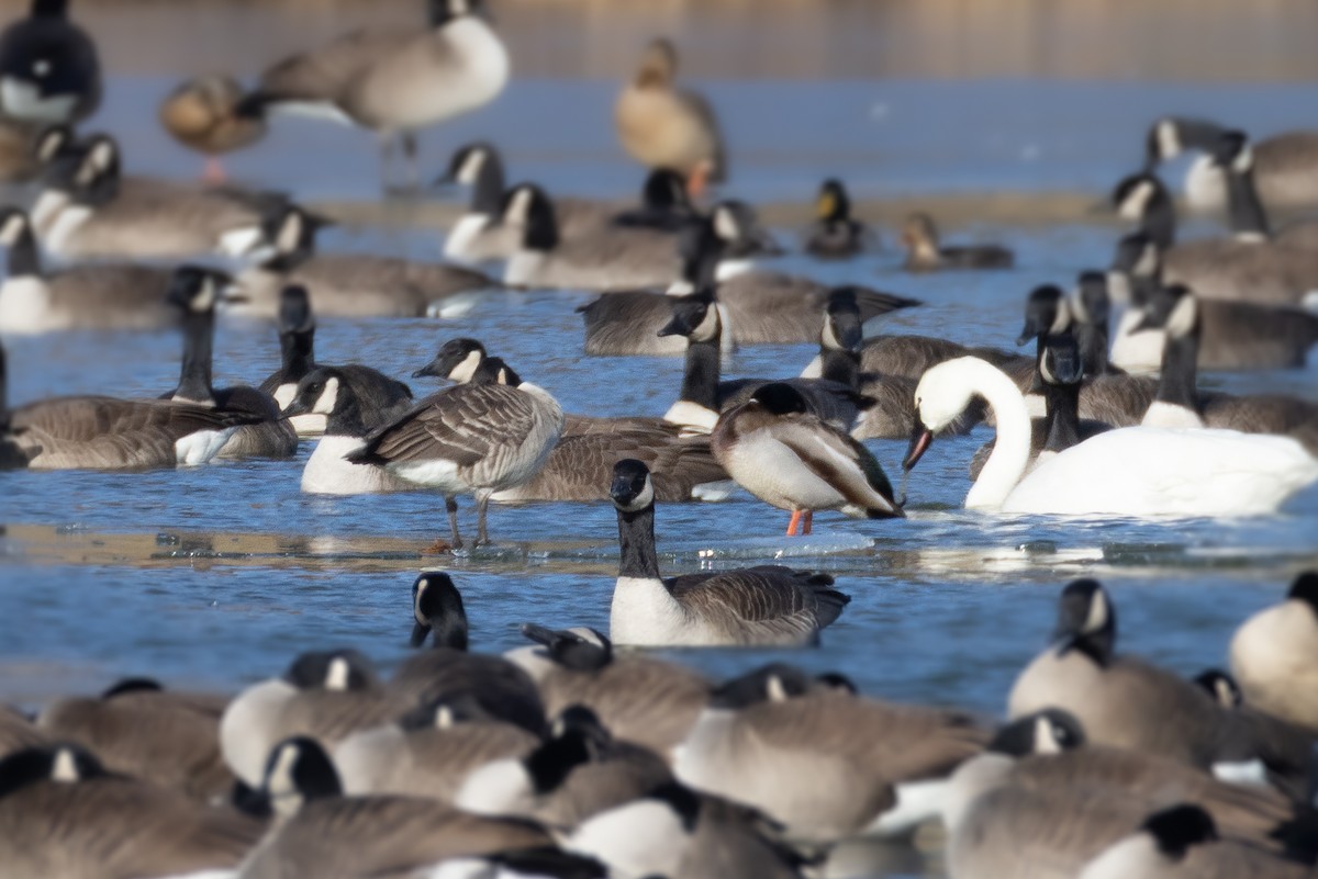 Cackling Goose (Richardson's) - ML647182791