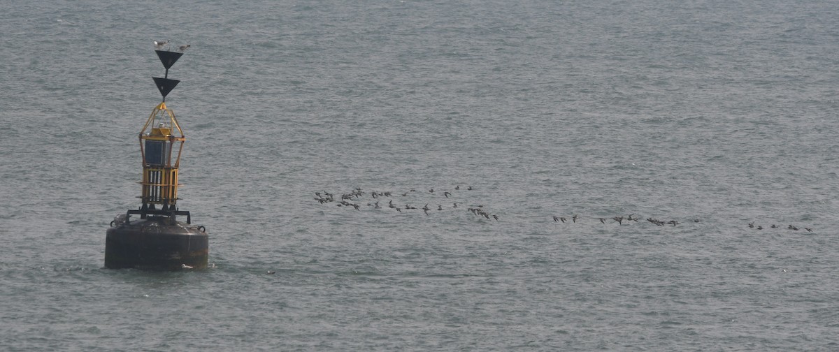 Bar-tailed Godwit - ML647182792