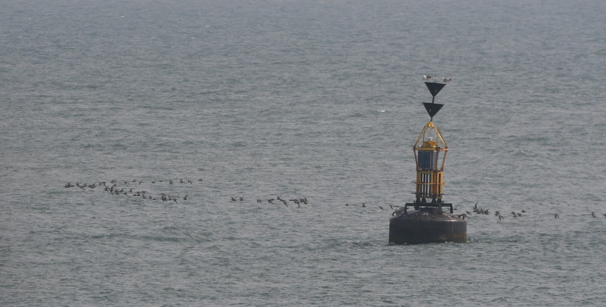 Bar-tailed Godwit - ML647182793