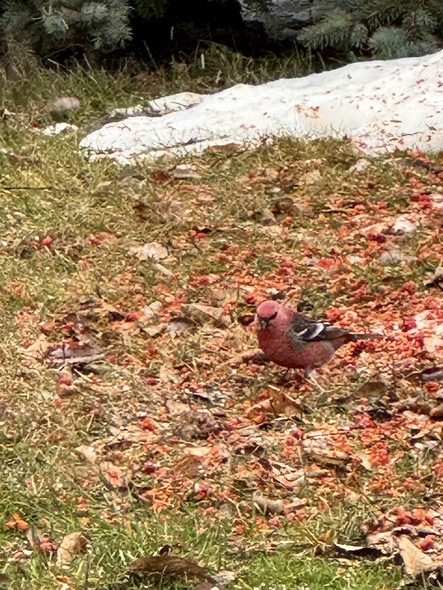 Смеречник тайговий - ML647182806