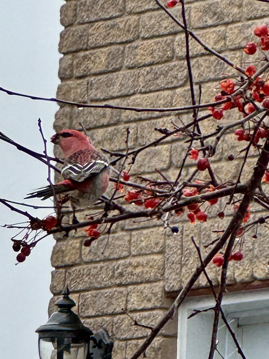 Смеречник тайговий - ML647182807