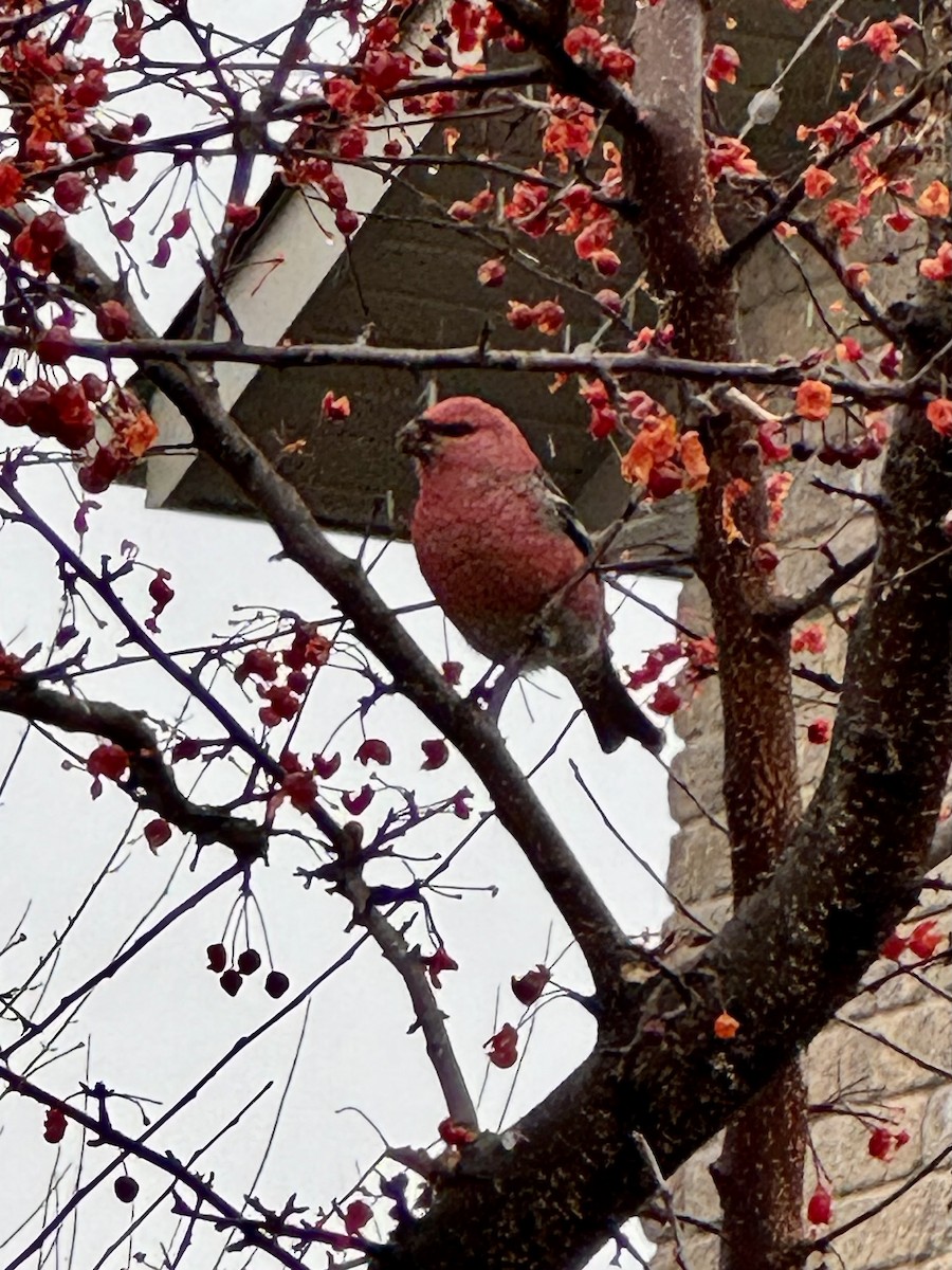 Смеречник тайговий - ML647182808