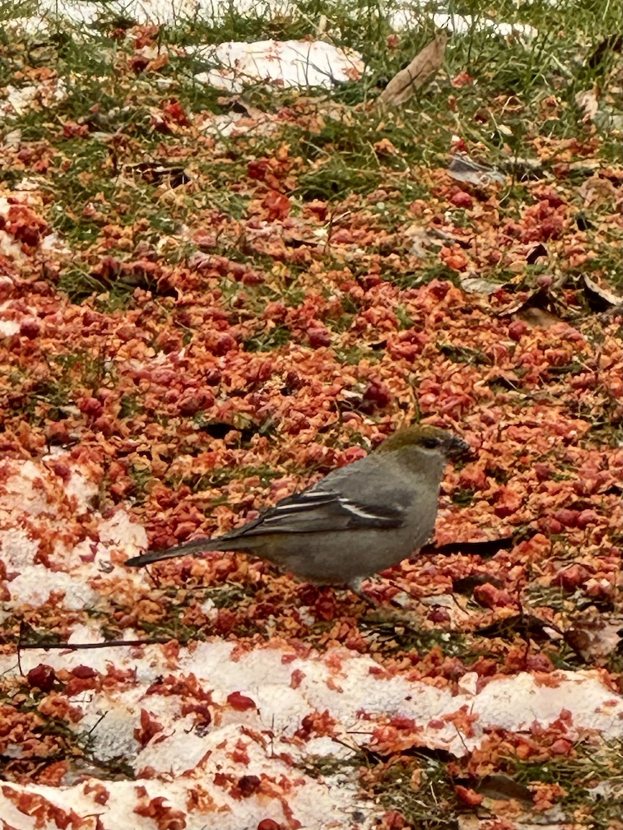 Смеречник тайговий - ML647182809