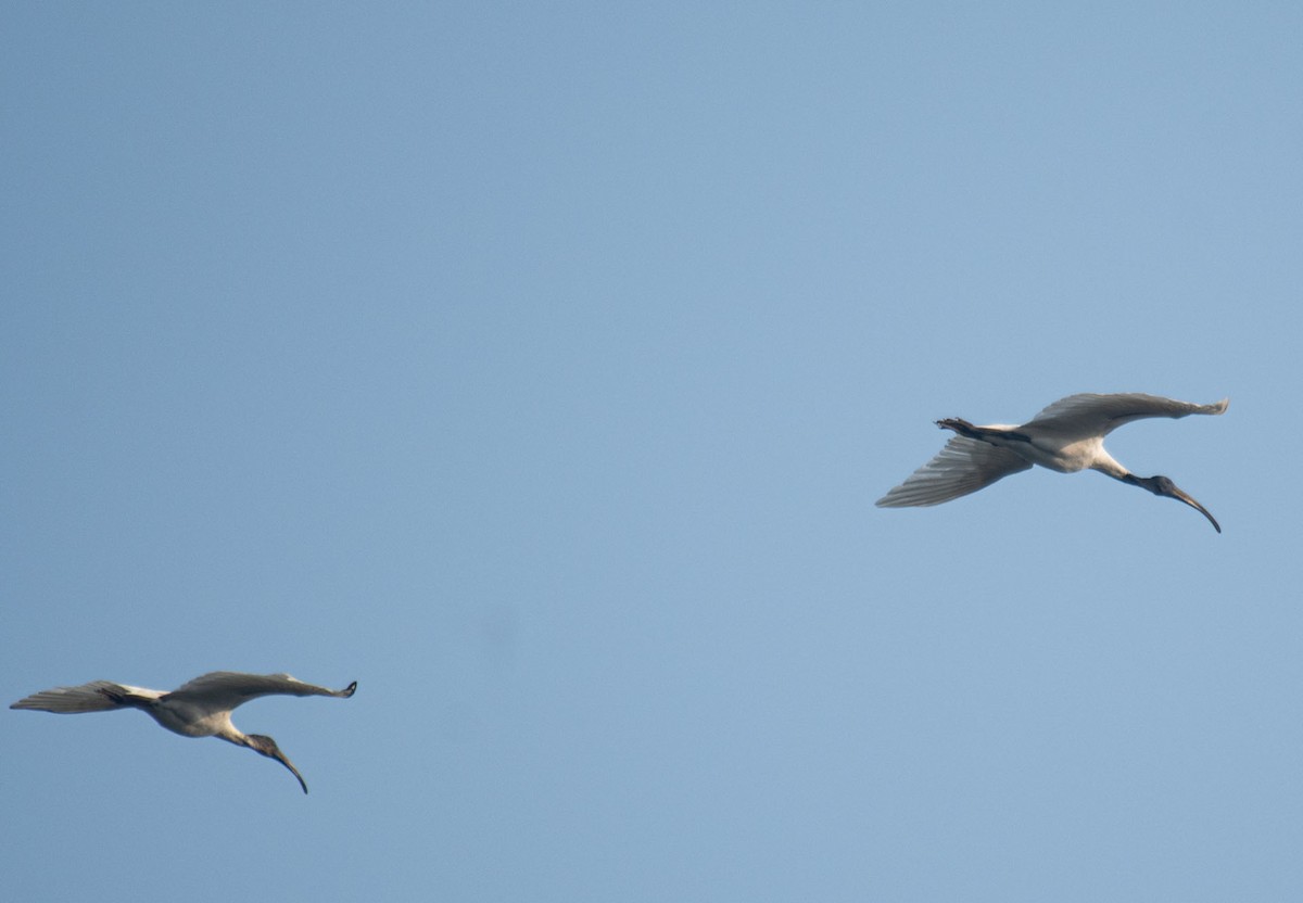 Black-headed Ibis - ML647182814